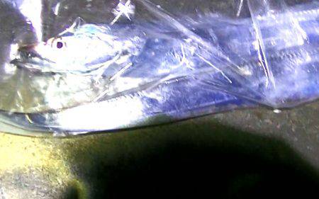 焼津港ワインドで太刀魚釣れました